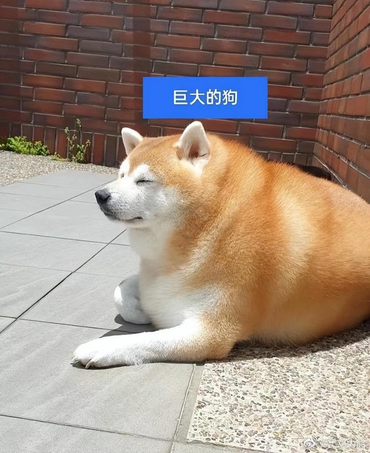 MEME板塊：SHIB和 DOGE 後續(xù)該怎麼走？