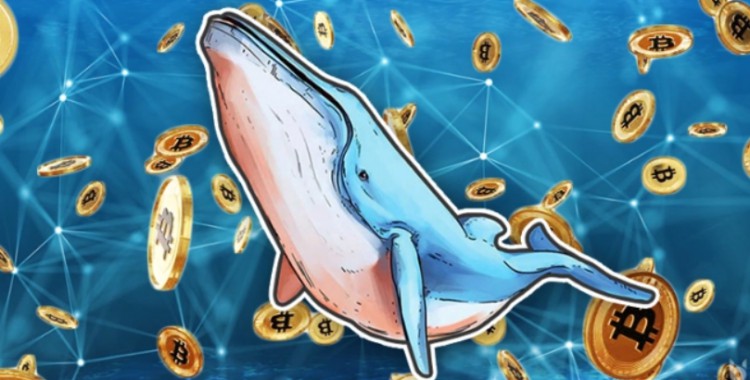 BITCOINWHALESINCREASEHOLDINGSANTICIPATEPRICESURGE